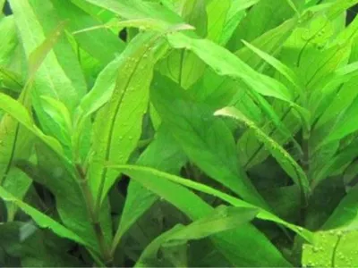 Hygrophila stricta