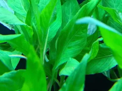 Hygrophila angustifolia