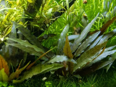 Cryptocoryne Beckettii