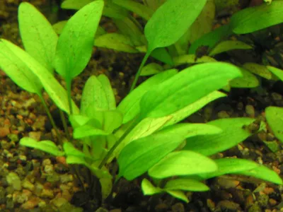 Cryptocoryne lutea