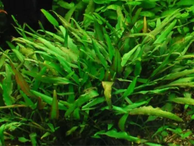 Cryptocoryne willisii
