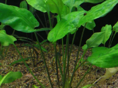 Cryptocoryne Pontederiifolia
