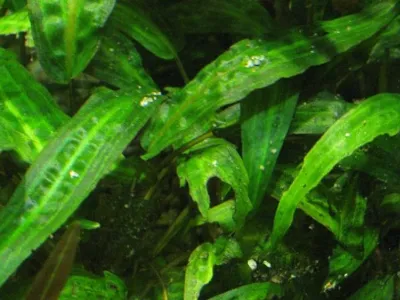 Cryptocoryne Affinis