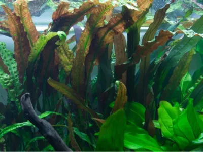 Cryptocoryne Usteriana