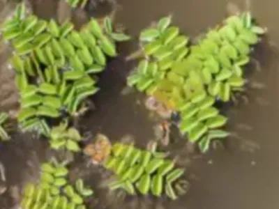 Salvinia Natans